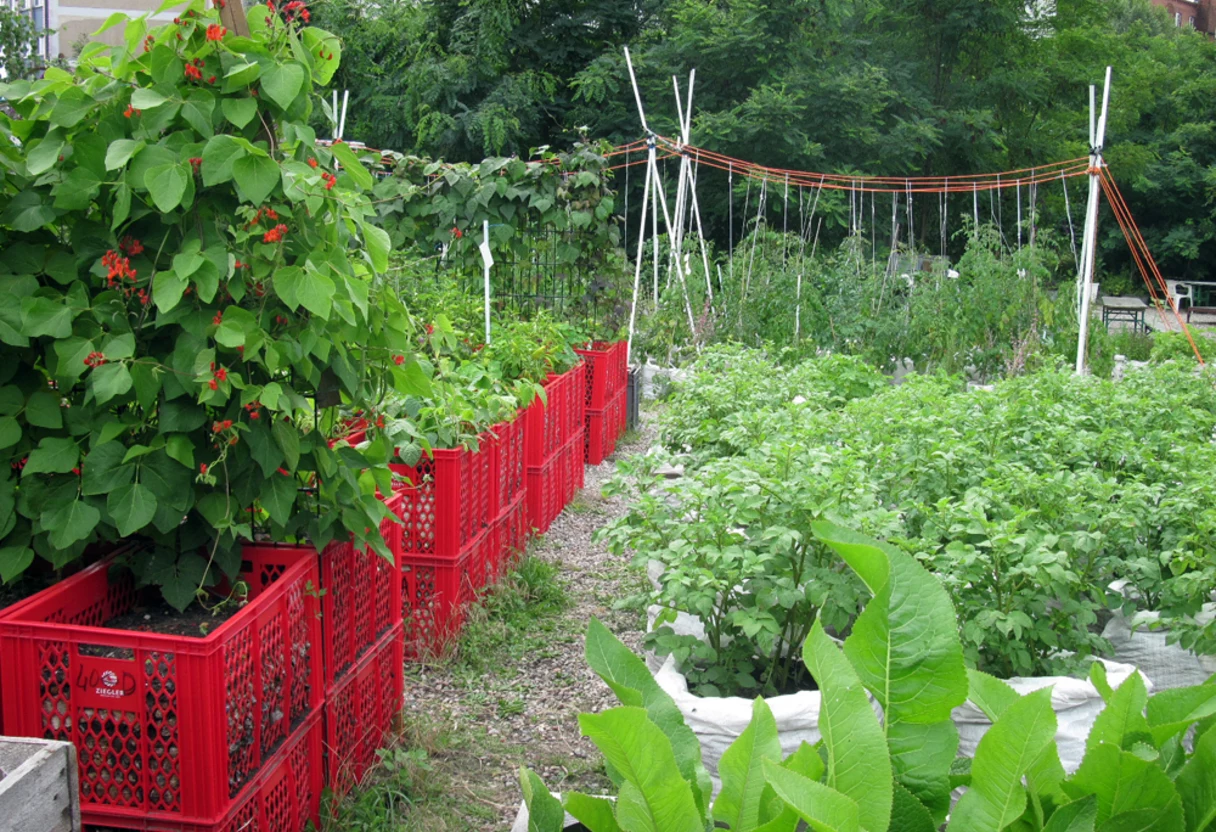 Prinzessinnengärten Berlin – ein selbstorganisierter urbaner Gemeinschaftsgarten